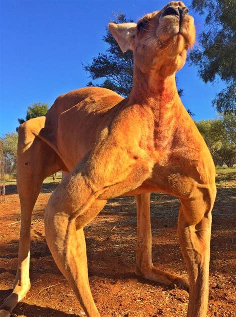 Roger The Buff Kangaroo Is Back And He’s More Muscular Than Ever Metro
