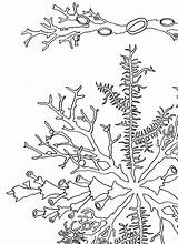 Lichen Colouring sketch template