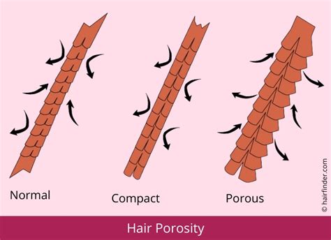 porous hair  hairlicious