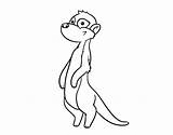 Meerkat Para Dibujo Coloring Colorear Suricata Coloringcrew Dibujos Drawing Jungle Animales sketch template
