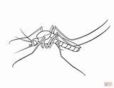 Mosquito Coloring Pages Printable Drawing sketch template