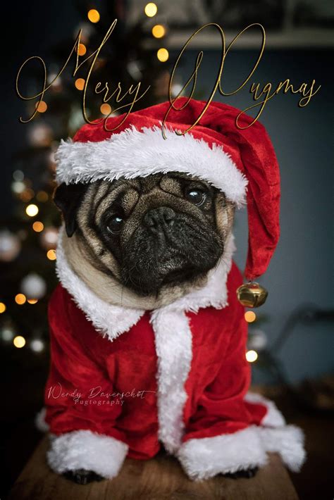 merry christmas pug lovers  super special     dear friends viking mops