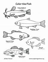 Coloring Trout Pages Fish Rainbow Brook Color Freshwater Bass Tropical Getcolorings Getdrawings Colorings Printable Template sketch template