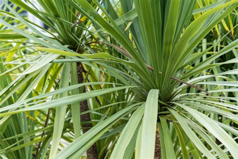 cordyline indivisa plant care  growing guide