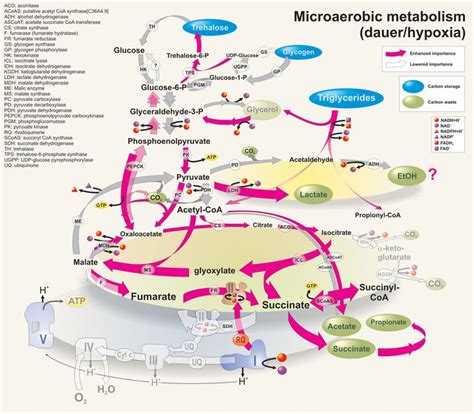 images  metabolic pathways  pinterest acetyl