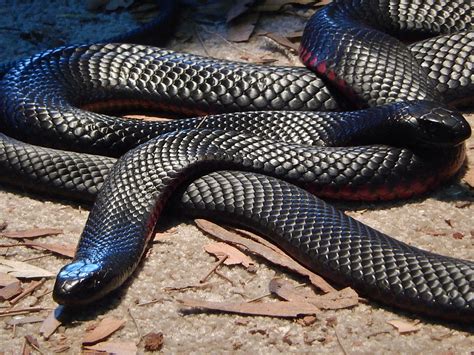 australias   venomous snakes