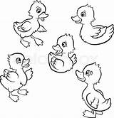 Coloring Duckling Pages Five Baby Clipart Duck Ducklings Little Cute Printable Color Print Getdrawings Getcolorings Webstockreview sketch template