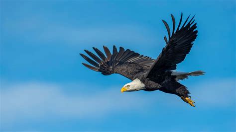 bald eagle strikes egle drone  lake michigan newstalksports  wsjm
