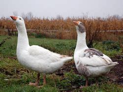 shetland geese island wonderz fowl