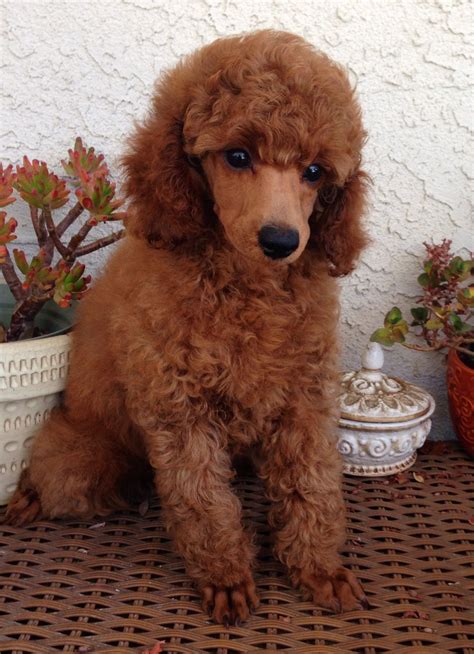 red miniature poodle puppy cut
