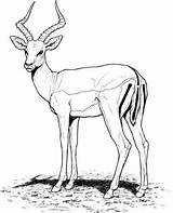 Antelope Coloring Pages Addax Impala Color sketch template