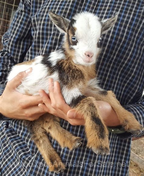 pygmynigerian goats  sale