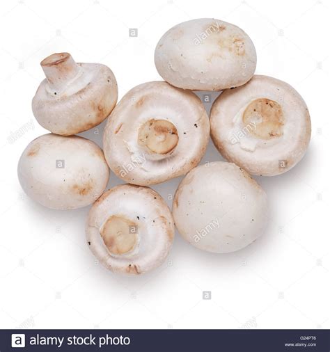 cup mushrooms stock  cup mushrooms stock images alamy