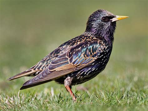 european starling celebrate urban birds