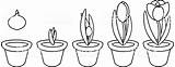 Cycle Life Coloring Bulb Growth Crocus Plant Pages Bulbs Planting Stages Istockphoto Flower sketch template