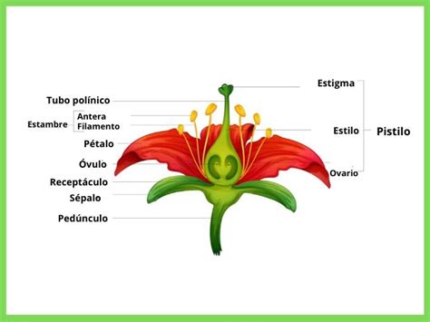 partes de la flor y su funcion compartir flores