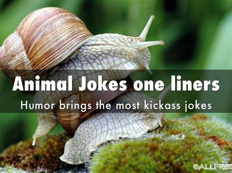 animal jokes  gaurav sharma