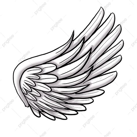 single wing png vector psd  clipart  transparent background