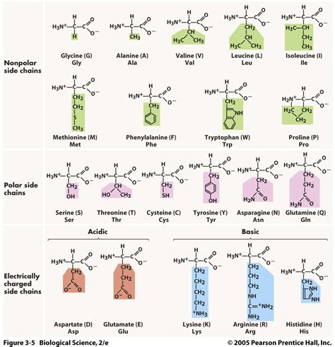 amino acids biochemistry amino acids peptides  proteins