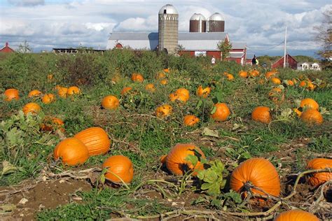 Pick Your Own Pumpkins At Our Saratoga Farm