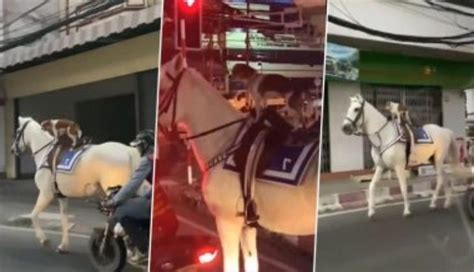 dog rides  horse   leave netizens amazed catch news