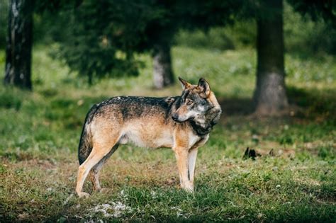 premium photo outdoor wolf portrait