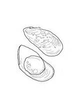 Mussel Coloring Pages Mollusks sketch template