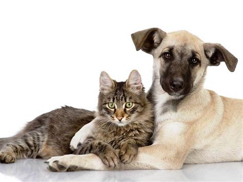 ¿cuáles Son Los Beneficios De Tener Perros Y Gatos