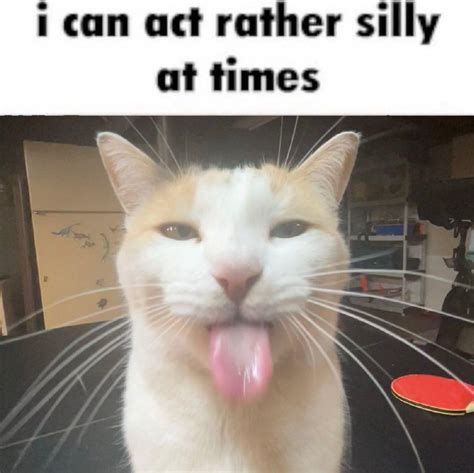 act  silly  times blehhhhh p cat   meme