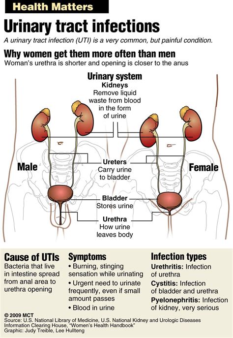 Uti Urinary Tract Infection The Second Most Common