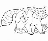 Raccoon Coloring Pages Kids Printable sketch template