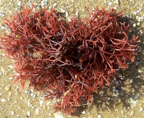 plant life red algae