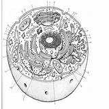 Celula Eucariota Cytoskeleton Célula Seonegativo sketch template