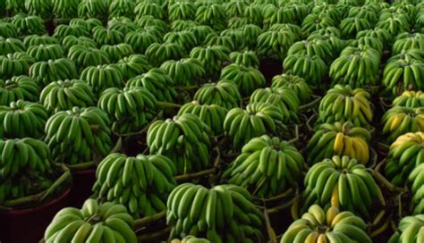 banana farm work   positions  job seeker  giver