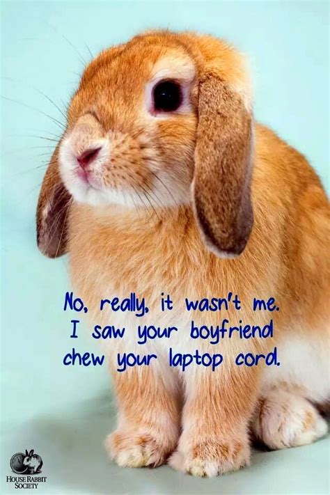 bunny meme ideas  pinterest funny rabbit   smile  cute pics