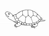 Turtle Coloring Pages Snapping Printable Getcolorings Print Color sketch template