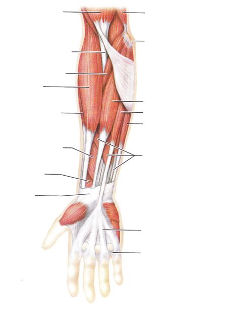 arm muscles diagram male shoulder  chest muscles labeled chart  white stock photo