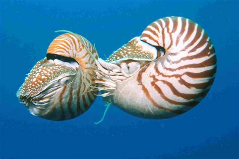 nautilus facts habitat behavior diet