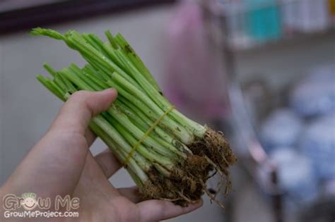 grow chinese celery celery celery root food