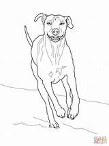 Ridgeback Rhodesian Coloring Weimaraner Pages Printable Dogs Basenji Drawing Supercoloring Designlooter Drawings Categories 1600px 91kb 1200 sketch template