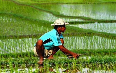 mengenal pertanian  indonesia maulana  green