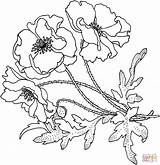 Coloring Flower Poppy Poppies Pages Flowers Supercoloring Printable Drawing Color Outline Cartoon California Crafts Getdrawings Colouring Drawings Popular Library Clipart sketch template
