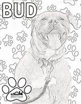 Coloring Sheets Featuring Adoptable Pets Pages sketch template