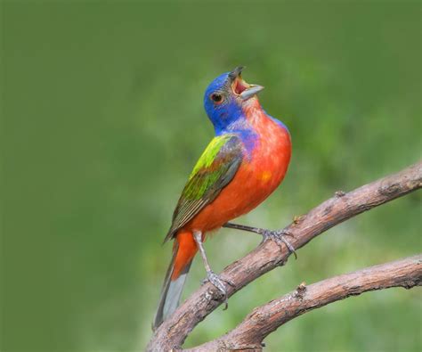 beautiful bunting birds    birds  blooms