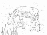 Donkey Coloring Feral Pages sketch template