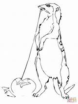 Mongoose Coloring Eats Egg Online sketch template