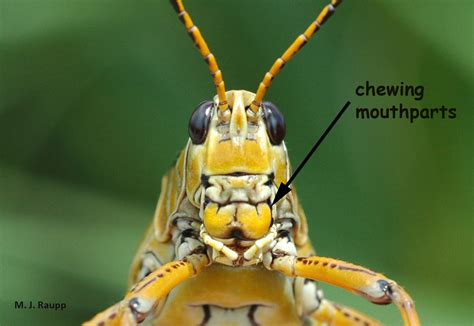 cicadas locusts locusta spp  magicicada spp bug   week