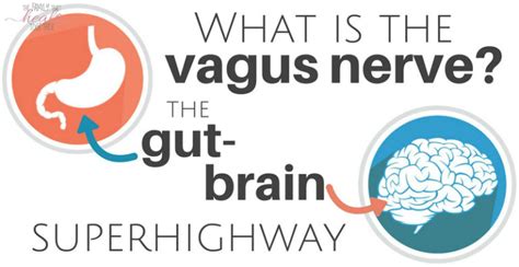 the gut brain superhighway what is the vagus nerve