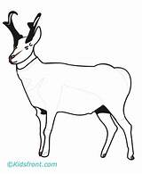 Pronghorn Coloring Pages Kids sketch template