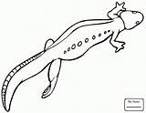 Salamander Drawing Kids Getdrawings sketch template